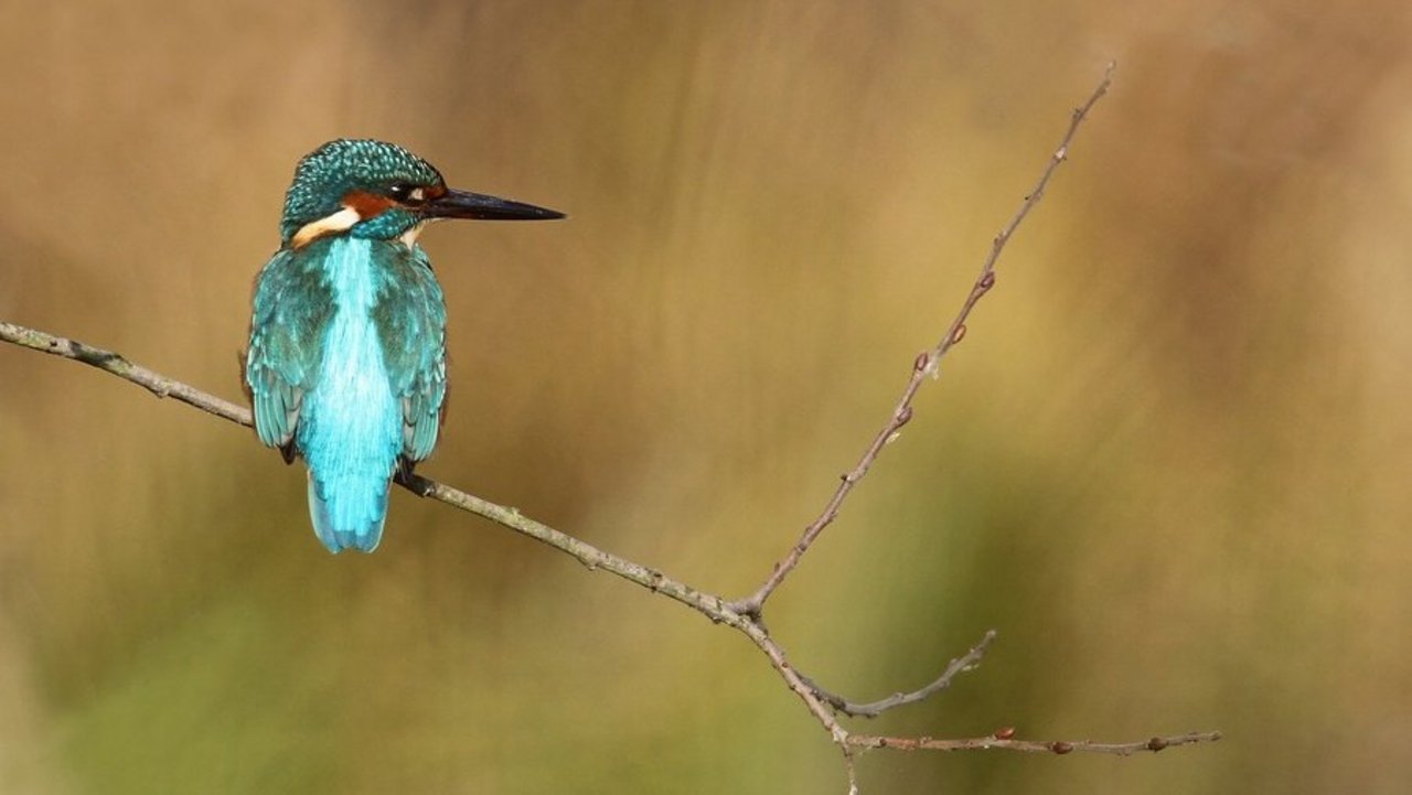 Eisvogel am Riedkanal